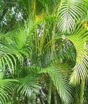 Pokojov rostliny:  > Chrysalidokarpus naloutl (Chrysalidocarpus lutescens)