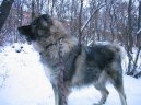 Fotky: Kavkazsk pasteveck pes (foto, obrazky)