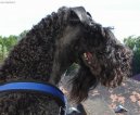 :  > Kerry blue terier (Kerry Blue Terrier)