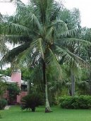 Fotky: Kokosov palma, kokosovnk (foto, obrazky)