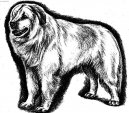 Kuvasz