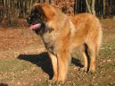 Leonberger