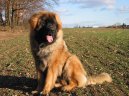 :  > Leonberger