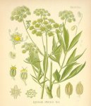 Pokojov rostliny:  > Libeek lkask (Levisticum, officinale Koch)