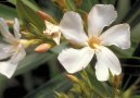 Pokojov rostliny:  > Oleandr obecn (Nerium oleander)