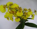 Fotky: Orchideje (foto, obrazky)