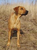 Fotky: Rhodsk ridgeback, Rhodzsk ridgeback (foto, obrazky)