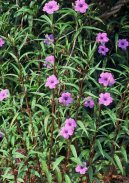 :  > Ruellia