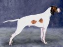 :  > Saint-Germainsk oha krtkosrst (Braque Saint-Germain, St.Germain Pointing Dog)