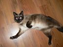 Koky:  > Siamsk koka (Siamese Cat)