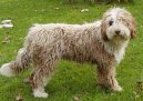 :  > panlsk vodn pes (Spanish Water Dog)