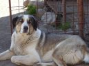 :  > Stedoasijsk pasteveck pes (Central Asia Shepherd Dog)