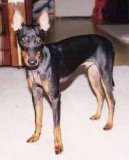 Ps plemena: Terii > Anglick toy-terir (Toy Terrier)
