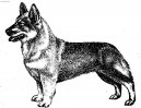 :  > vdsk valhaund (Swedish Vallhund)