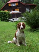 :  > Velpringrpanl (Welsh Springer Spaniel)