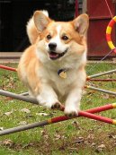 Welsh Corgi Pembroke