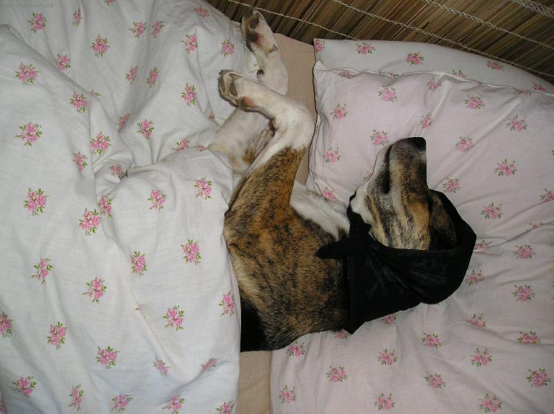 Foto: Sendy-�ek�n� na �ervenou Karkulku