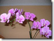 phalaenopsis