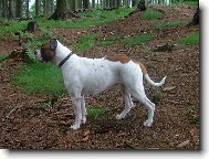 Grufik\'s Roxana -american bulldog typ standart