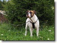 american bulldog /typ standart/..16ms.fenka