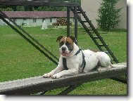 american bulldog /typ standart/..16ms.fenka