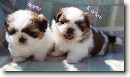 Shih-tzu