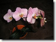 Starorov orchidej