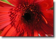 Gerbera