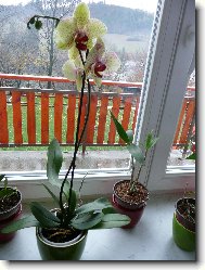Moje prvn Phalaenopsis