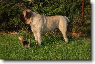 Mastif a beagle