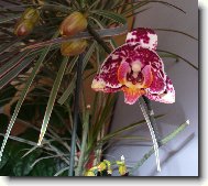 phalanopsis