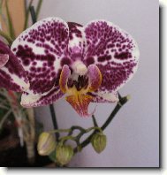 phalanopsis