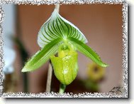 Paphiopedilum