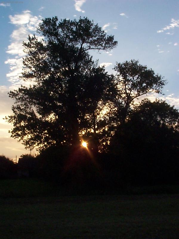 Foto: Slunce pohlcen� stromem