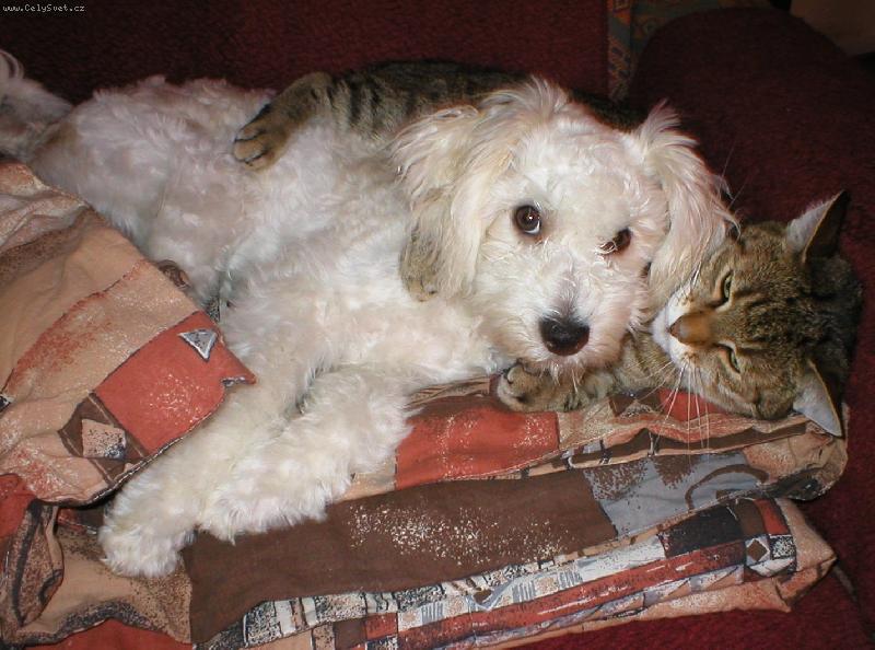 Foto: Idefix-P��tel�