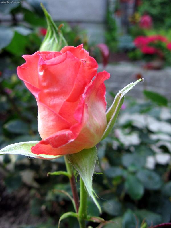 Foto: poup�tko-r��e