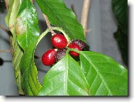 Coffea arabica