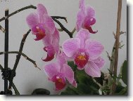 Orchidea