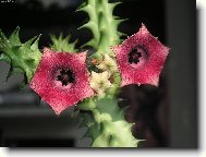 Huernia Macrocarpa detail