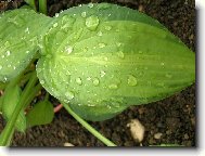 Bohyka - Hosta