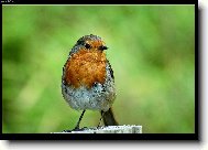 ervenka obecn (Erithacus rubecula)