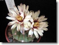 Gymnocalycium vatteri var. thoralitas