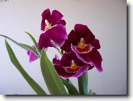 Miltonia