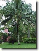 Kokosov palma, kokosovnk
