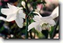 Eucharis, l�benka