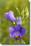 Eustoma, jícnovka