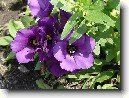 Eustoma, jícnovka