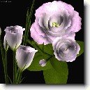 Eustoma, jícnovka