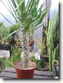 Pachypodium, madagaskarská palma