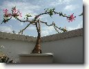 Pachypodium, madagaskarská palma